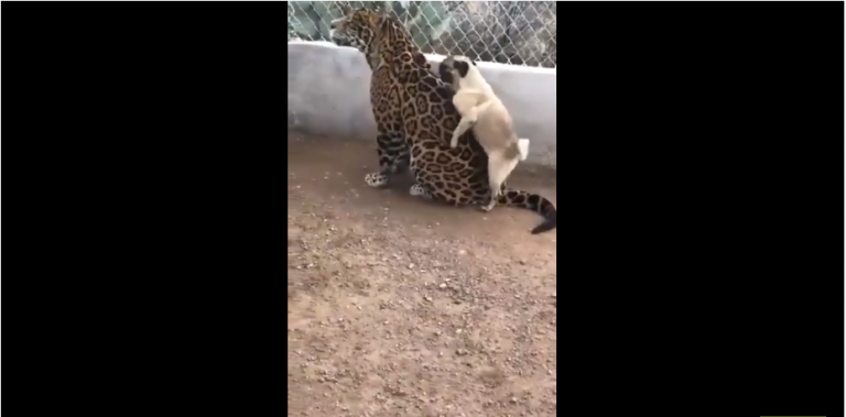 Quand un chien tombe amoureux d’un léopard