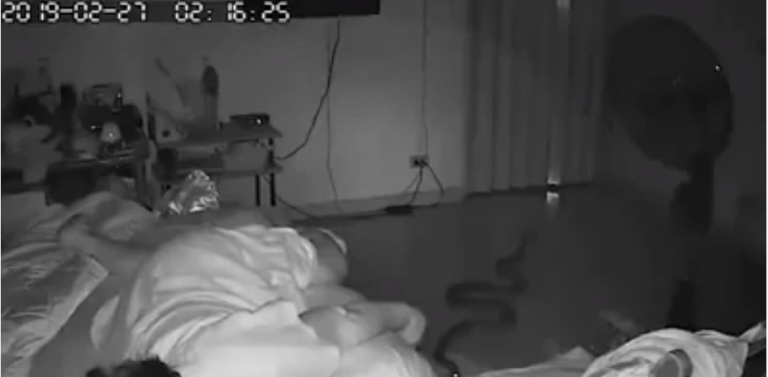 Cette femme se fait mordre par un python pendant son sommeil