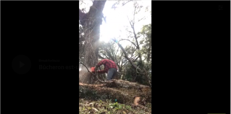 Bûcheron est-un métier !!!