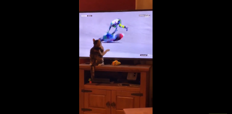 Ce chat est sans pitié, quand il fait tomber un motard en pleine course