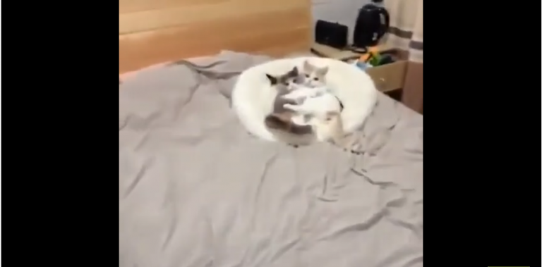 Quand des bébés chats se font de gros câlins