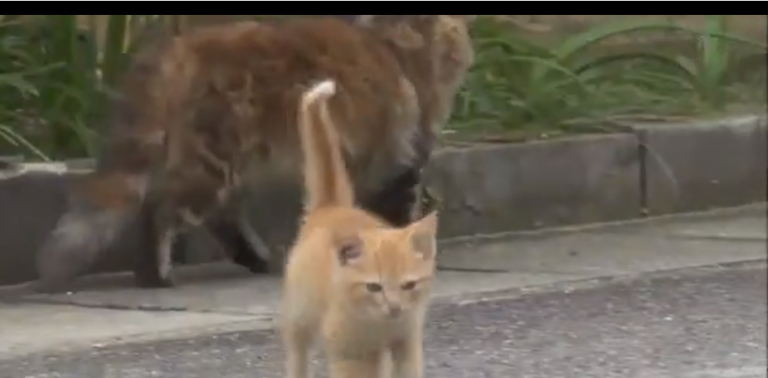 Un chat attaque un cameraman qui le filme dans la rue