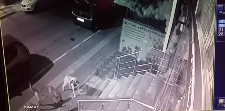 Un groupe de chiens vient chercher les problèmes avec le mauvais chat