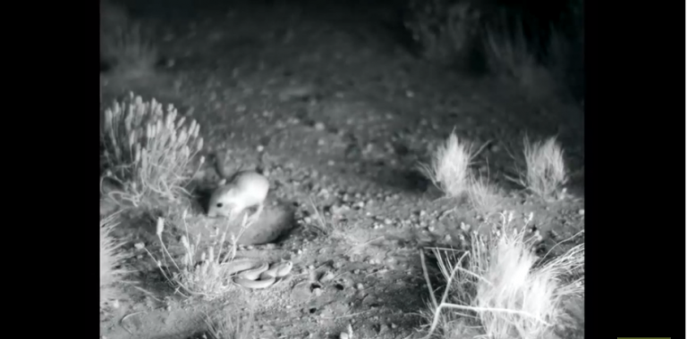 Un rat ninja Vs un serpent !