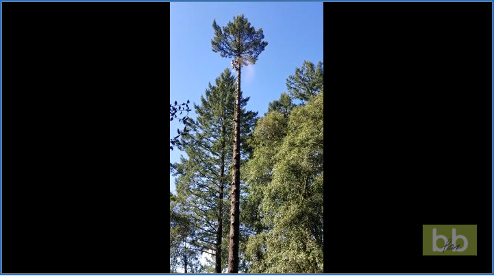Un élagueur sachant élaguer, doit élaguer sans tomber !