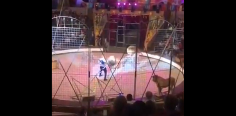 Un dompteur attaqué par un lion en plein spectacle en Ukraine