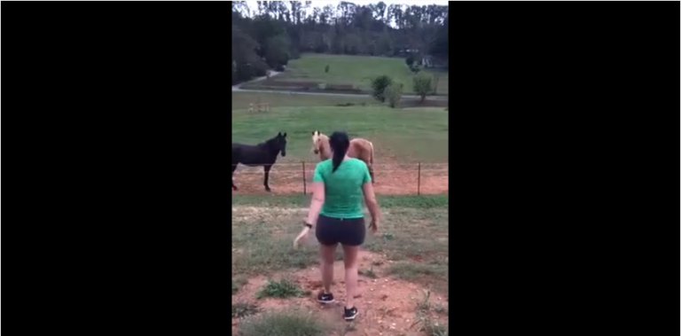 Elle a oublié que la clôture est électrique ! Oups !