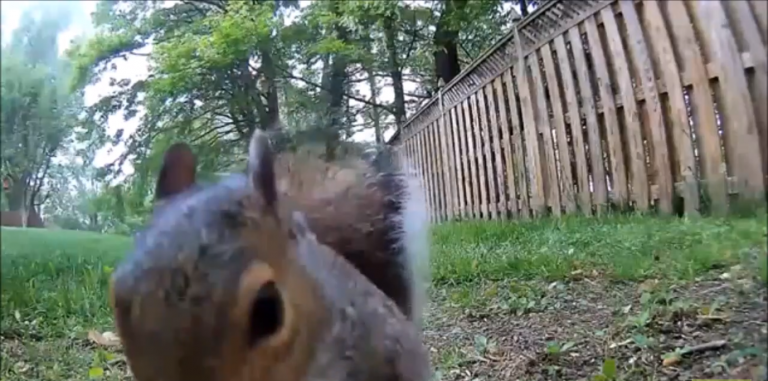 La course-poursuite incroyable entre un écureuil et un renard