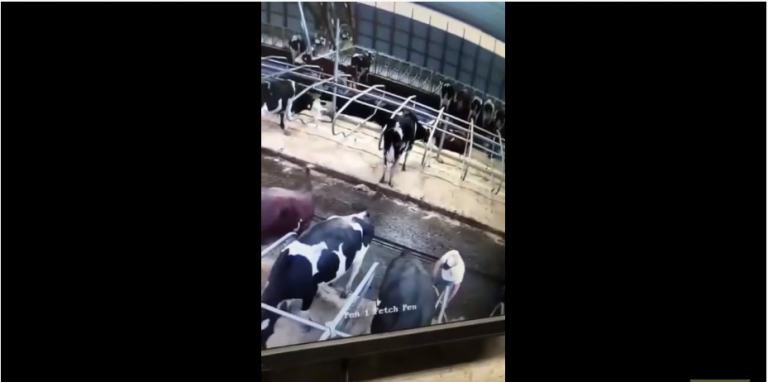 Quand une vache envoie un jet de caca sur un fermier