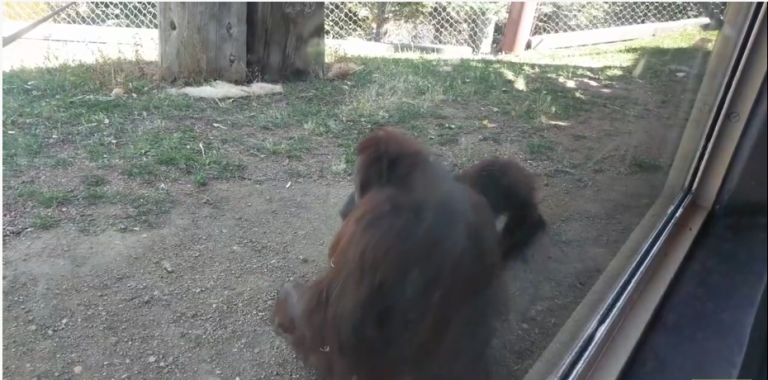 Pas facile la vie de maman orang-outan.