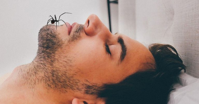 Avale-t-on des araignées en dormant ? TOP 10 des infos sur les araignées.