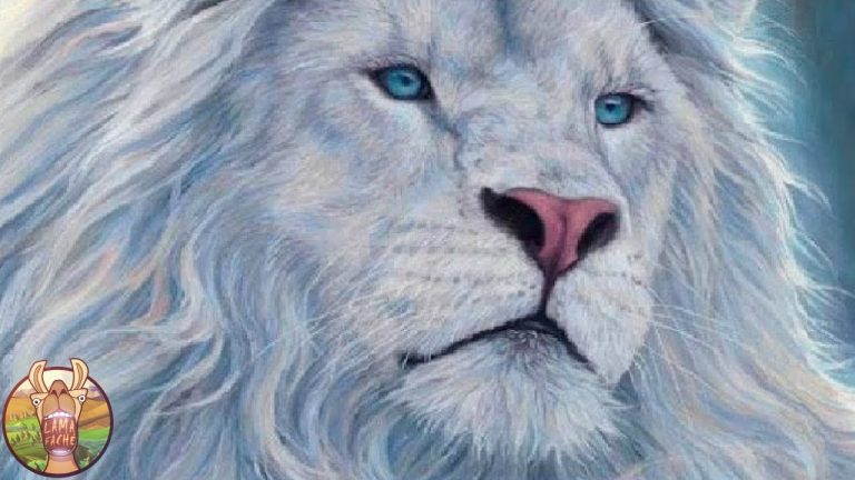 LES 10 PLUS BEAUX ANIMAUX DU MONDE