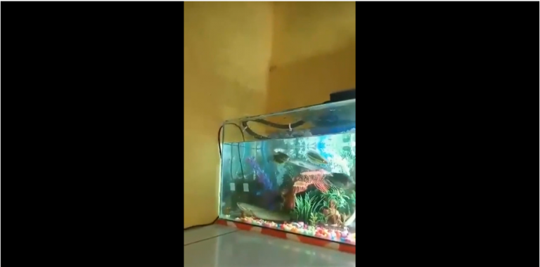 Les poissons peuvent-ils sauter en dehors de leur aquarium ?!?