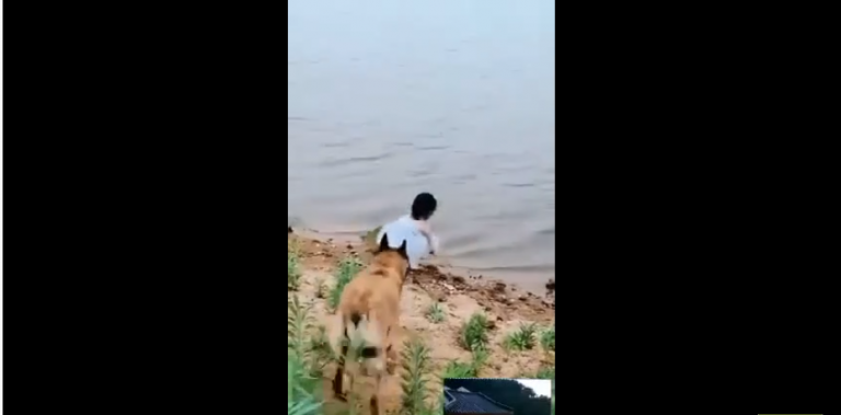 Quand un chien protège une petite fille qui est au bord de l’eau