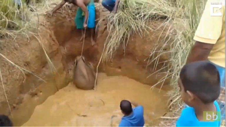 Tout le village tente de sauver un bébé éléphant coincé dans la boue !