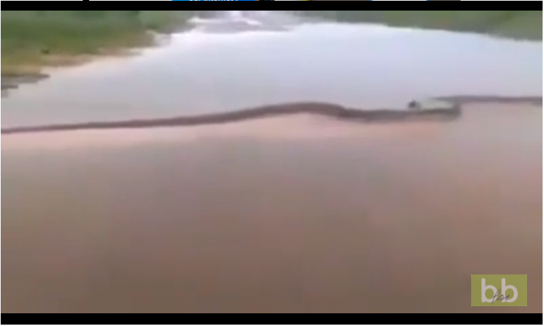 Il filme un anaconda de 15 mètres qui traverse une rivière