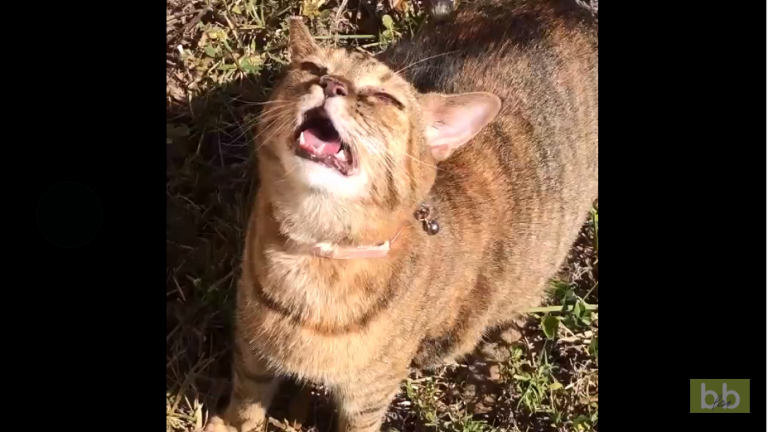 Les chats les plus bizarres du web !