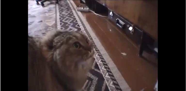 Découvrez la vidéo la plus drôle du monde sur Youtube !