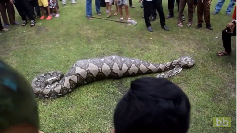 Des habitants en Inde trouvent un python de 6m en pleine digestion