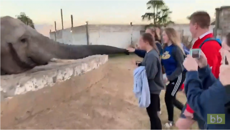 Des touristes s’approchent trop près d’un éléphant