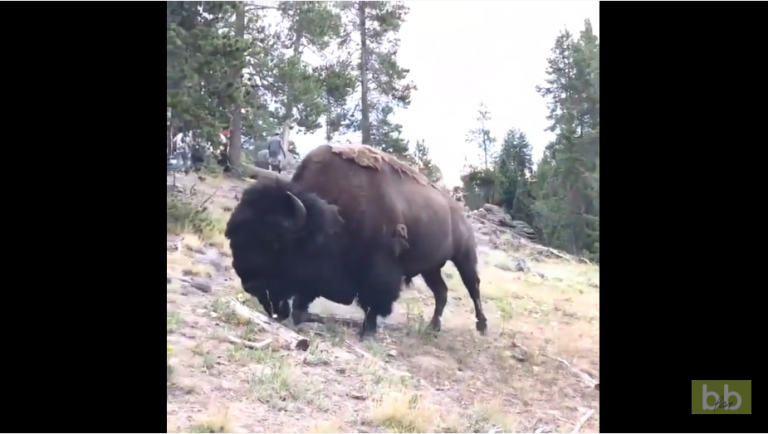 Un bison charge et envoie une petite fille