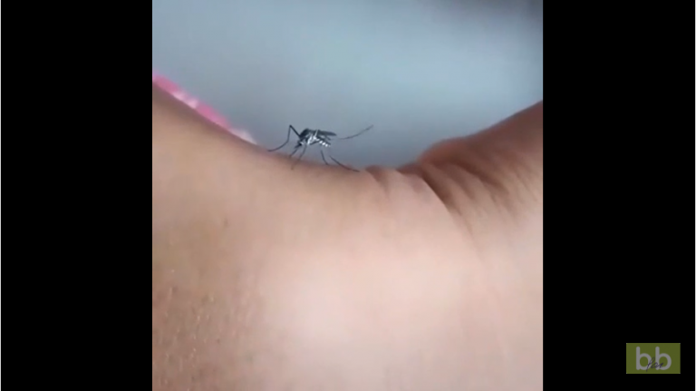 Un moustique n&rsquo;arrive pas à piquer et c&rsquo;est jouissif !