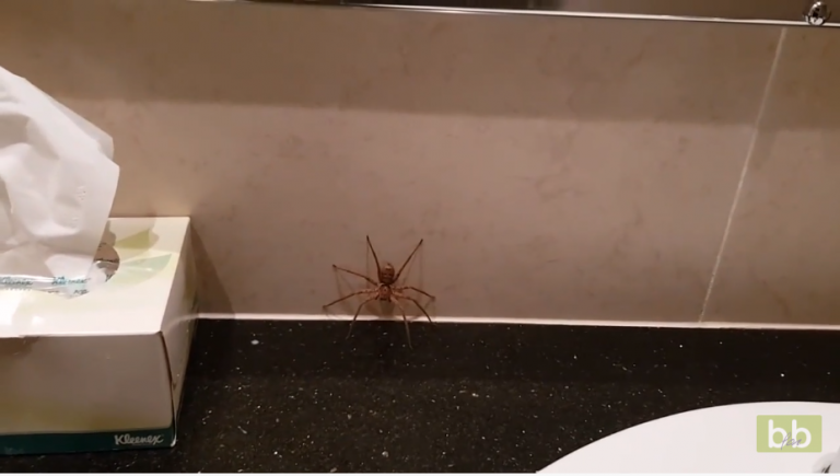 Une araignée capture un gros cafard pour son repas