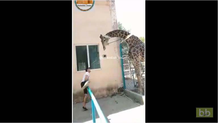 Un homme ivre veut absolument monter sur le dos d’une girafe