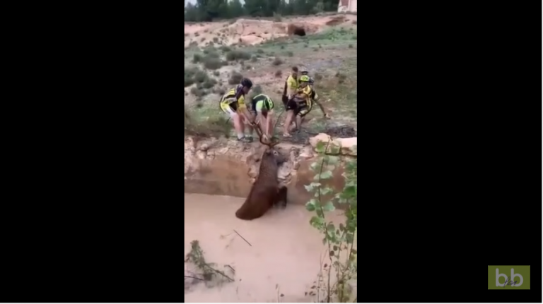 Des cyclistes en Espagne sauvent un cerf pris au piège dans un trou