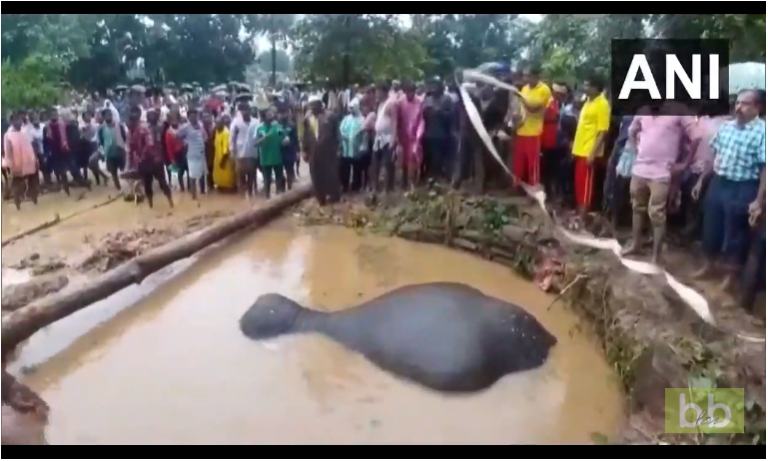 Des villageois unissent leur force pour sauver un éléphant proche de la noyade