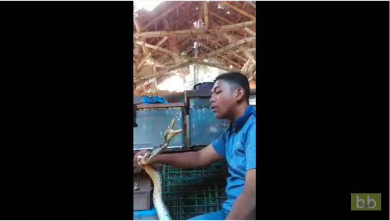 Il fait le malin avec un serpent et finit par se faire mordre le crane