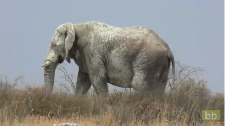 Ils ont filmé le plus vieil éléphant du Etosha National Park