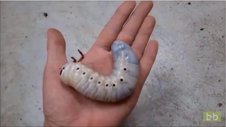 Regardez ce Scarabée Hercule passer de larve à insecte géant