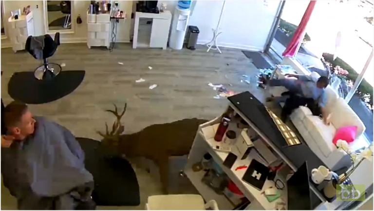 Un cerf explose un salon de coiffure à New-York