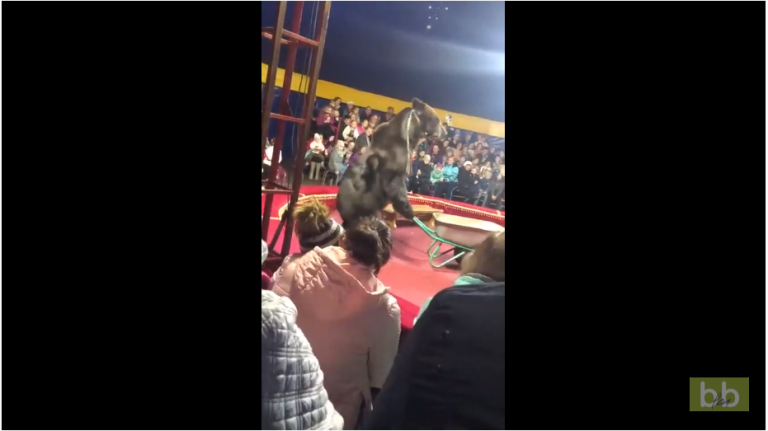 Un ours s’en prend à son dresseur en plein spectacle dans un cirque en Russie