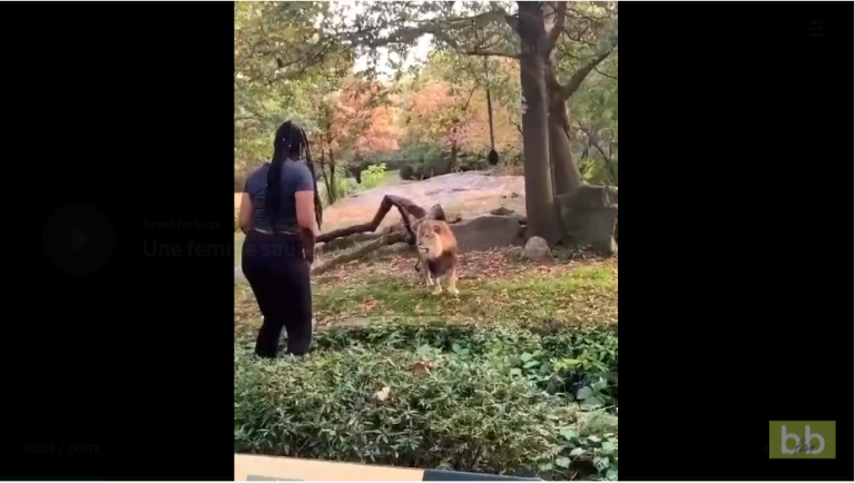 Une femme saute dans l’enclos d’un lion.