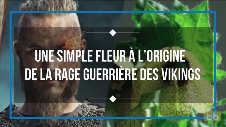 Une simple fleur à l’Origine de la rage guerrière des Vikings