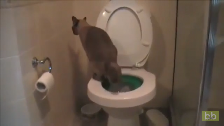 Ce chat va aux toilettes.. et utilise du papier toilette !
