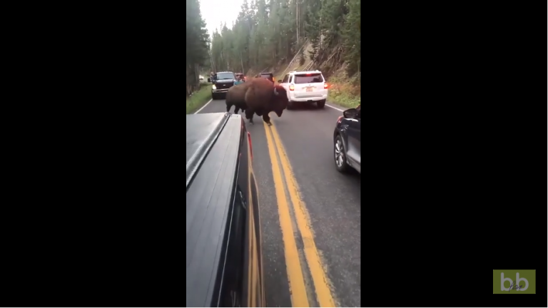 Ne jamais faire le malin avec un bison bloquant une route