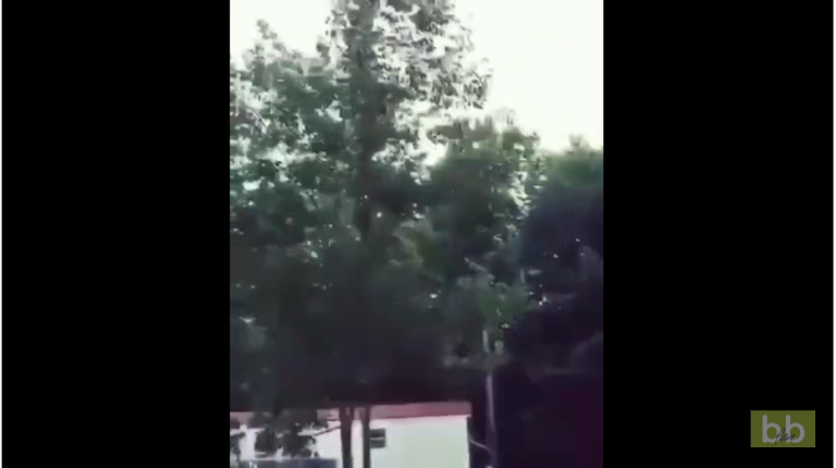 Quand ton pote très con veut absolument aller chercher un frisbee dans un arbre