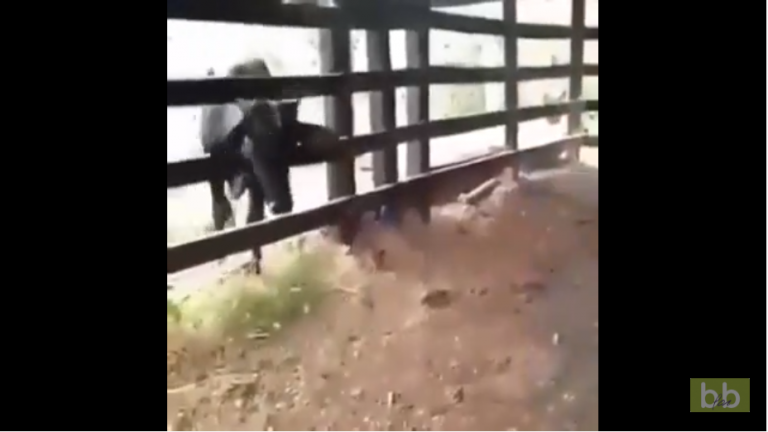 Un homme a la mauvaise idée de provoquer une vache derrière une barrière