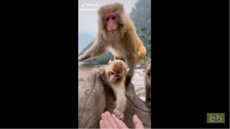 Une maman singe ne veut pas que l’on donne à manger à son bébé