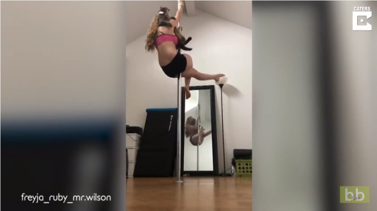 Pole Dance avec son chat !