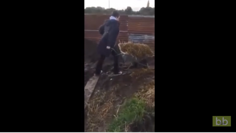 Quand une citadine essaye de manœuvrer une brouette de fumier