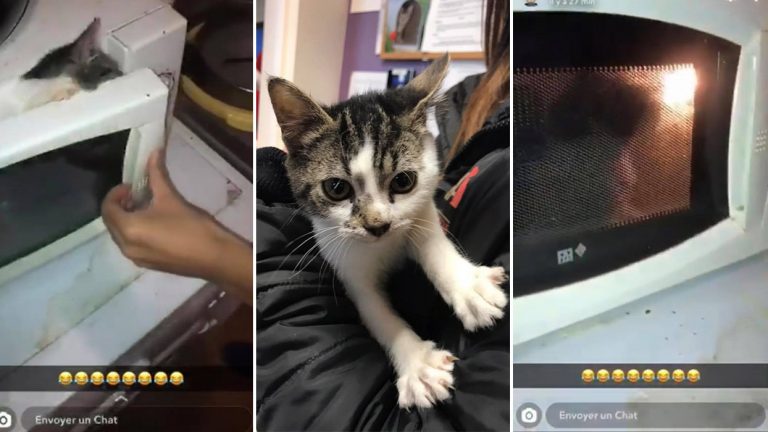 Vidéo choc : deux adolescents se filment en train de mettre un chaton au micro-ondes