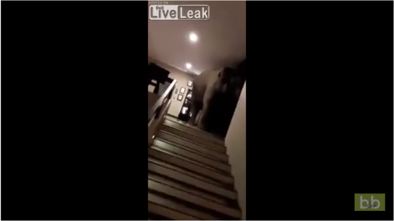 Des éléphants marchent dans le couloir de cet hôtel en pleine nuit !