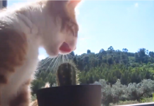 Ce chat essaye de manger un cactus