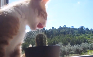 Ce chat essaye de manger un cactus