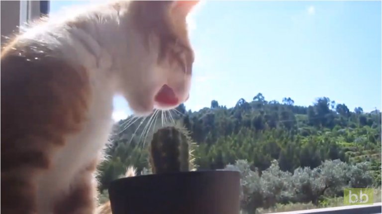Ce chat essaye de manger un cactus !