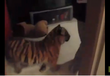 Il vit avec un tigre dans son appartement